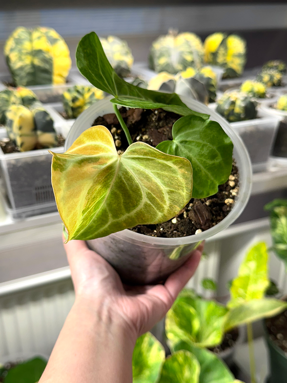 Anthurium Clarinervium Variegata | Kern Plants