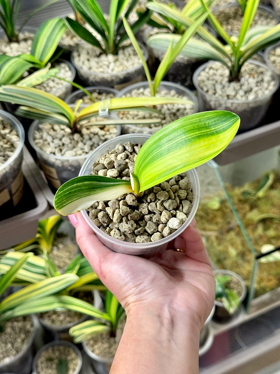 Miniaturbild: Clivia Miniata Variegata (Orangerote Blüten)