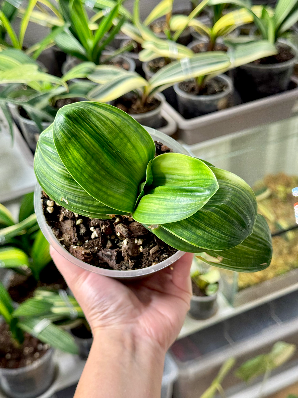 Thumbnail: Clivia Miniata ‘Sparrow' Variegata