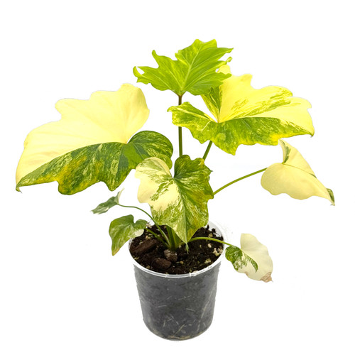Philodendron Selloum Variegata | Kern Plants