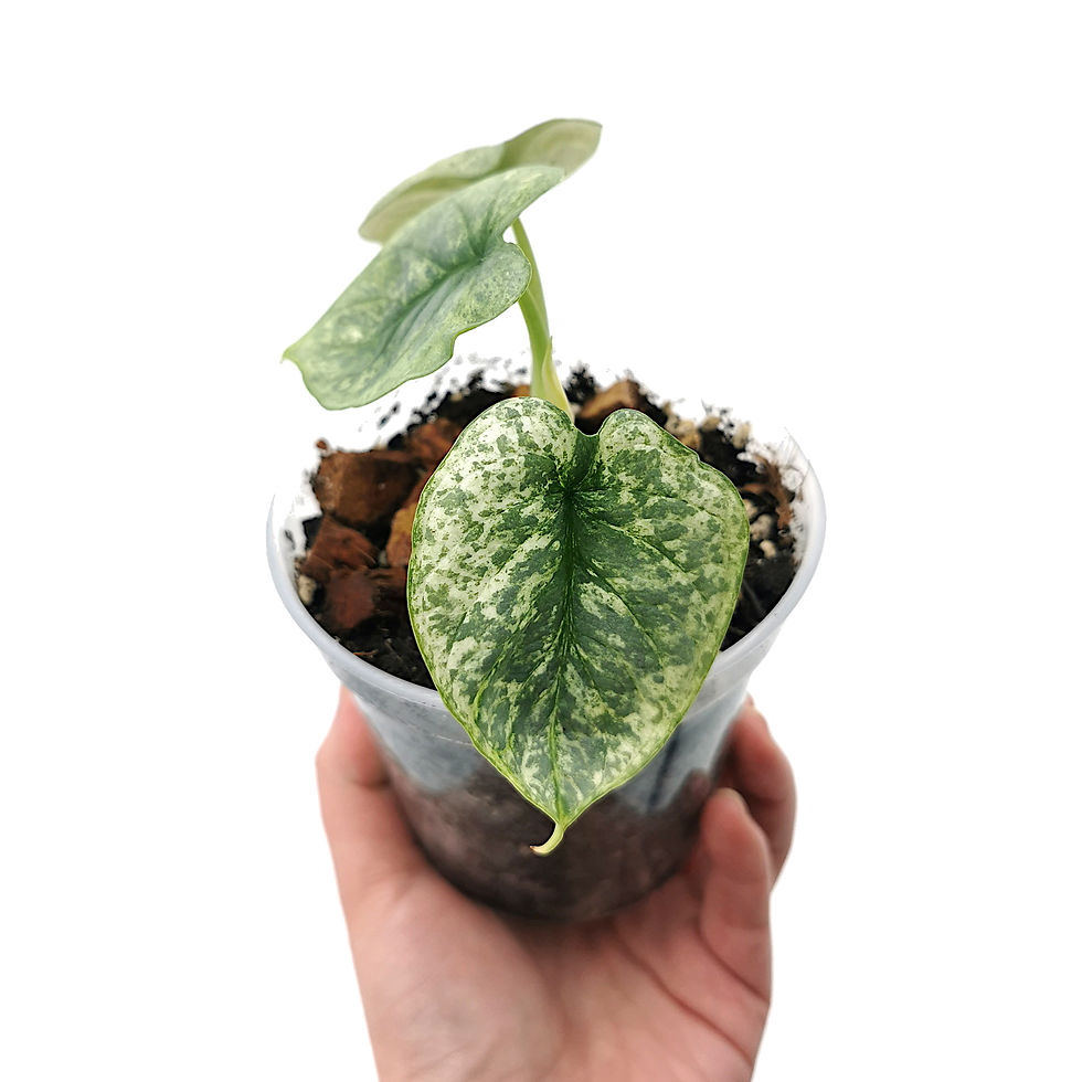 Thumbnail: Alocasia Silver Dragon Variegata (Young Plant)