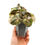 Miniaturbild: Peperomia Pink Lady