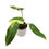 Miniaturbild: Philodendron Jose Buono