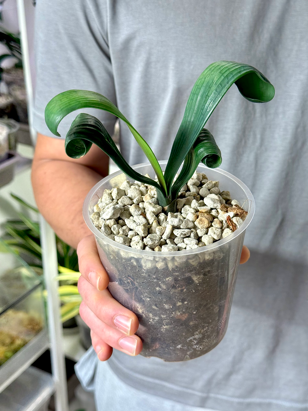 Thumbnail: Clivia Permanent | Rare Natural Curly Leaf Clivia