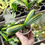 Thumbnail: Clivia Miniata Variegata | Dark Leaves