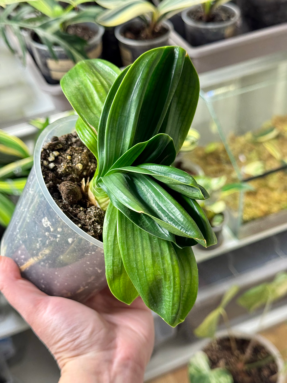Thumbnail: Clivia Miniata ‘Sparrow'