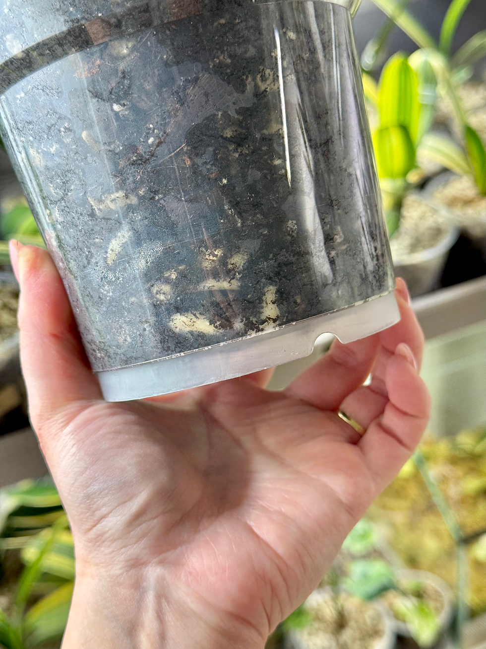 Thumbnail: Clivia Miniata ‘Sparrow' Variegata x Clivia Miniata Variegata | Hybrid