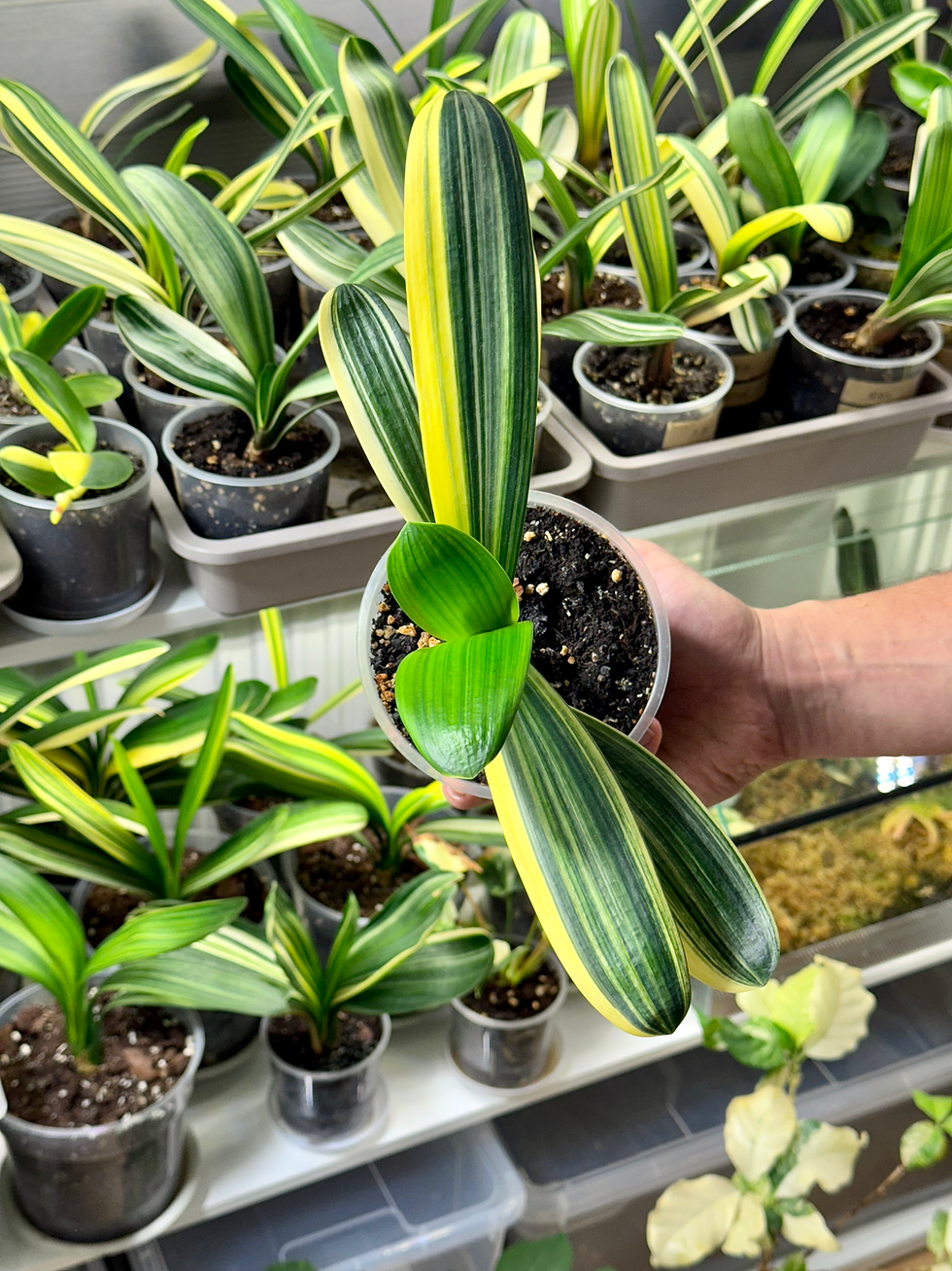 Miniaturbild: Clivia Miniata Variegata (Orangerote Blüten)