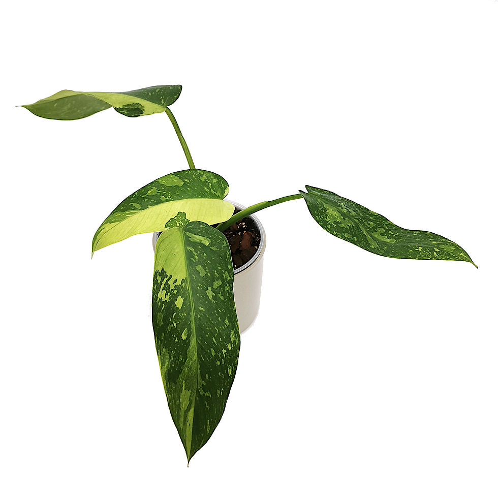 Thumbnail: Philodendron Jose Buono