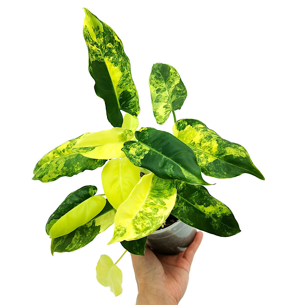 Thumbnail: Philodendron Burle Marx Variegata