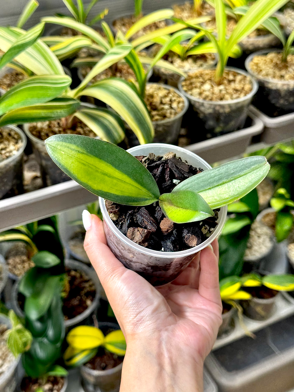 Thumbnail: Phalaenopsis Variegata | Variegated Moth Orchid