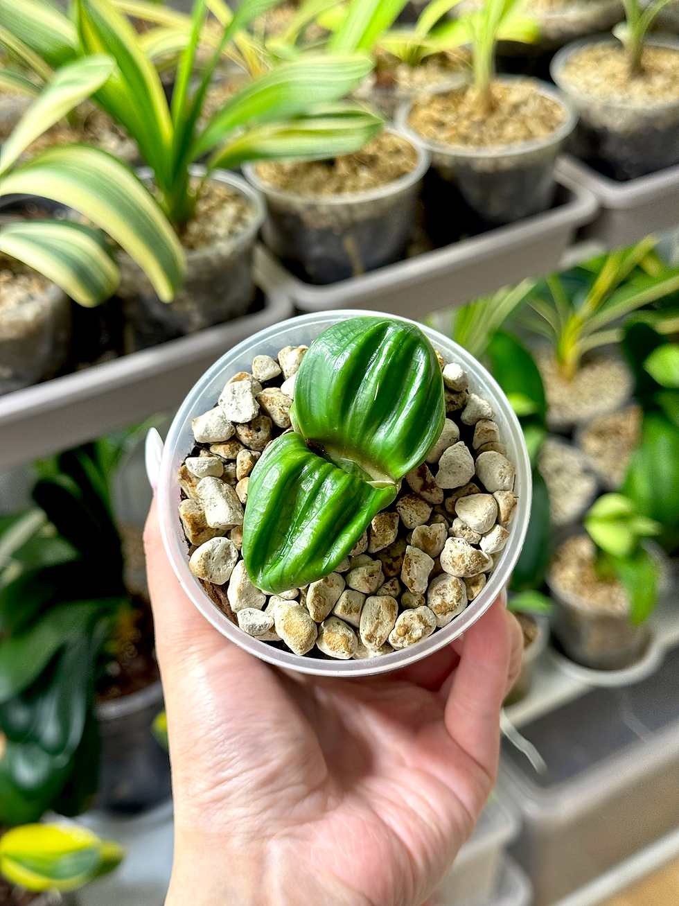 Thumbnail: Clivia Miniata ‘Hengque’ (Horizontal Sparrow) | Dwarf Form