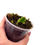 Miniaturbild: Schlumbergera Truncata Variegata / Variegated Zygocactus