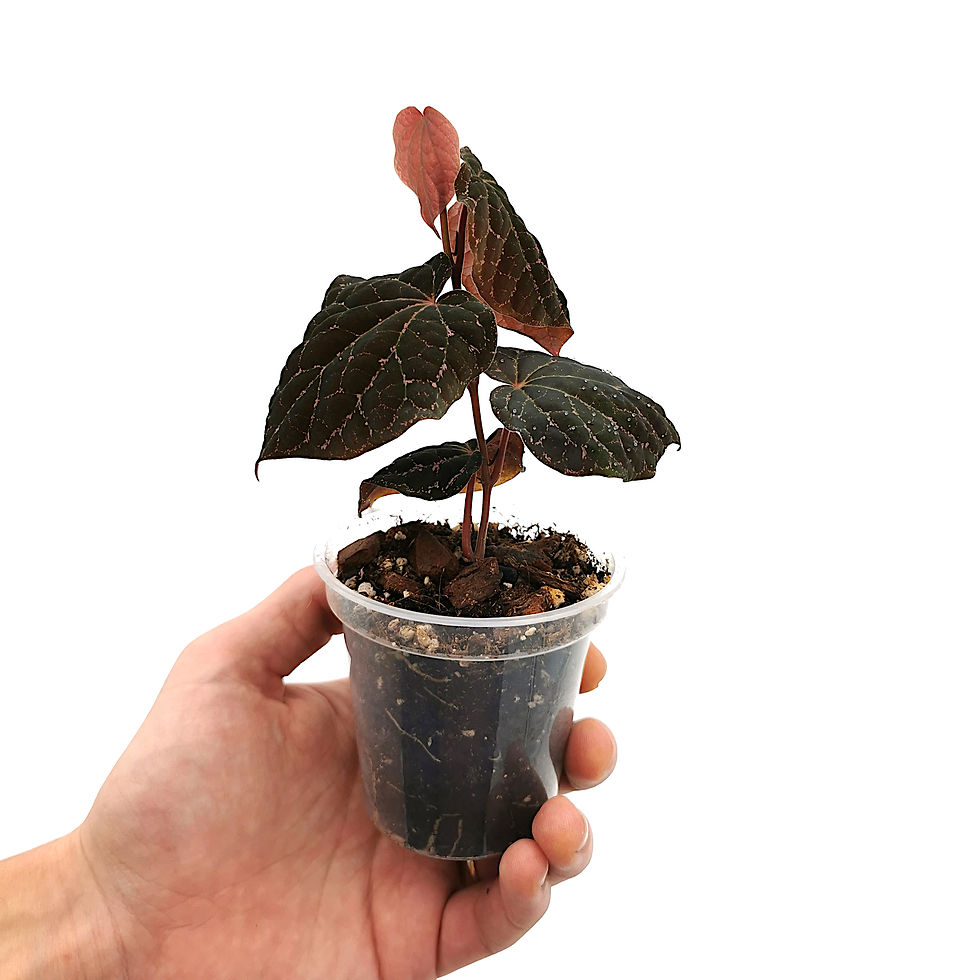 Thumbnail: Piper Porphyrophyllum