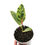 Thumbnail: Ficus Elastica 'Shivereana'