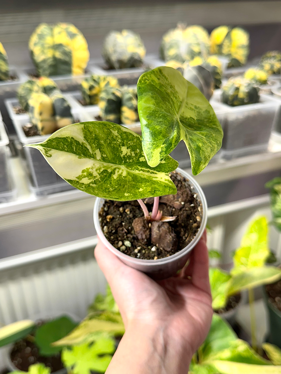 nackthafer saatgut Verzehrfertiger Bio Nackthafer aus Deutschland  Good Crop