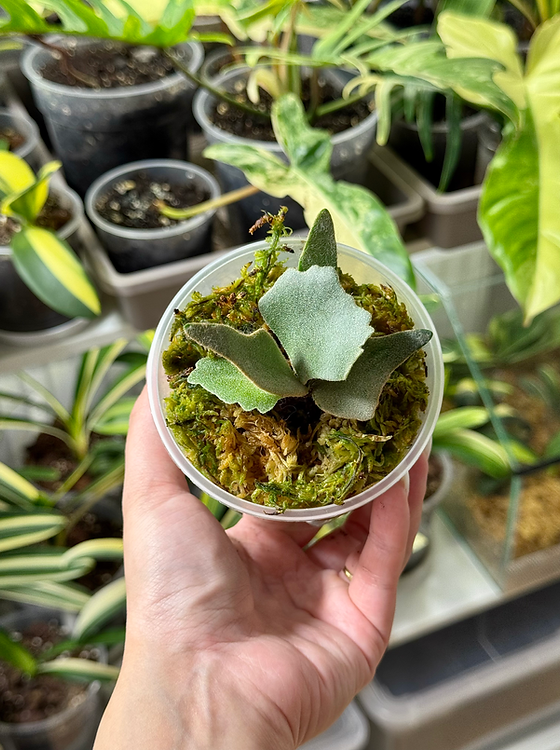 P.willinckii 'Nano' spore 403 Platycerium Willinckii 'Nano' P