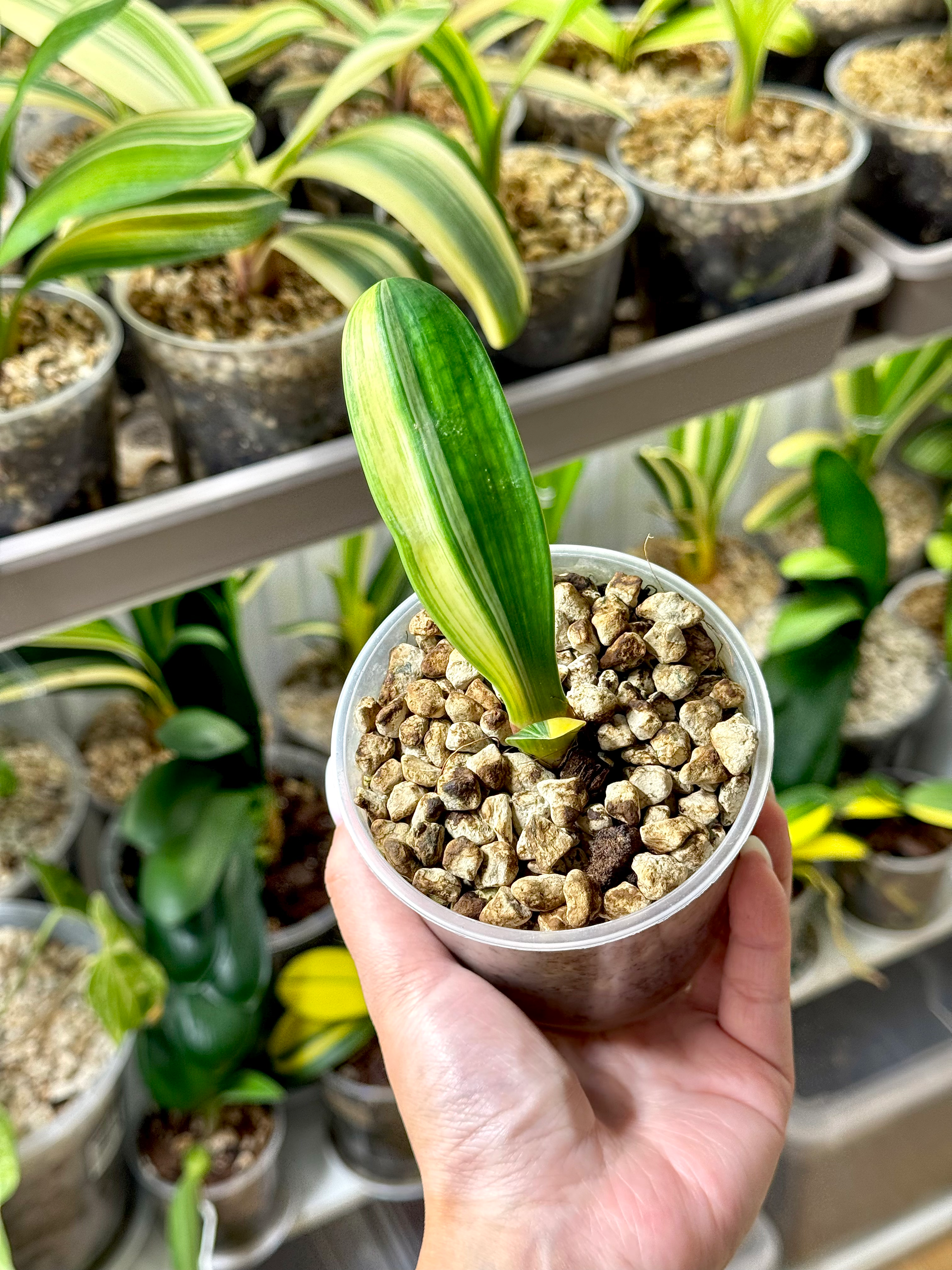 Clivia Miniata Variegata (Orangerote Blüten)