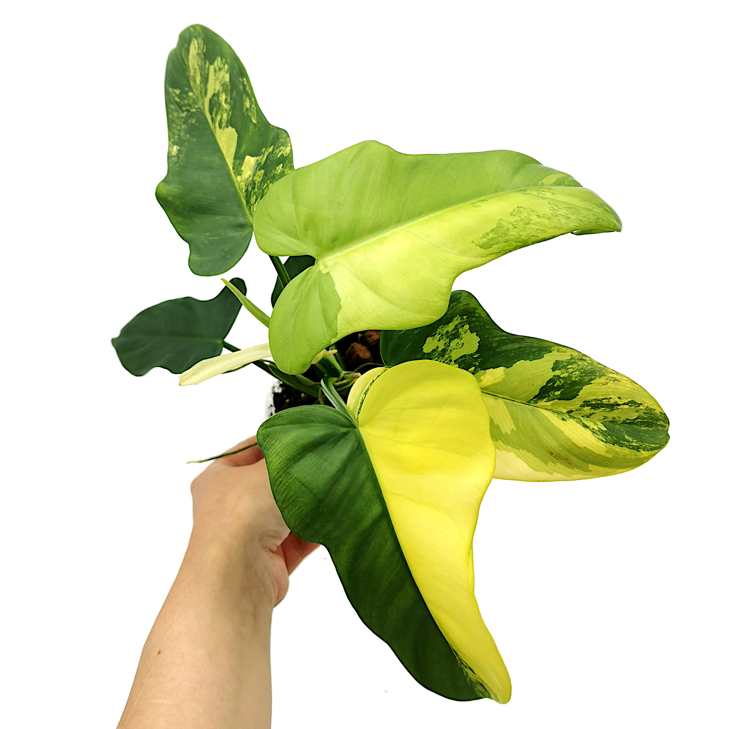 Philodendron Bipennifolium Variegata