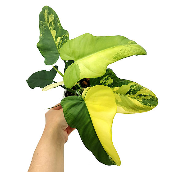 indoor plants that vine Golden Pothos Epipremnum aureum