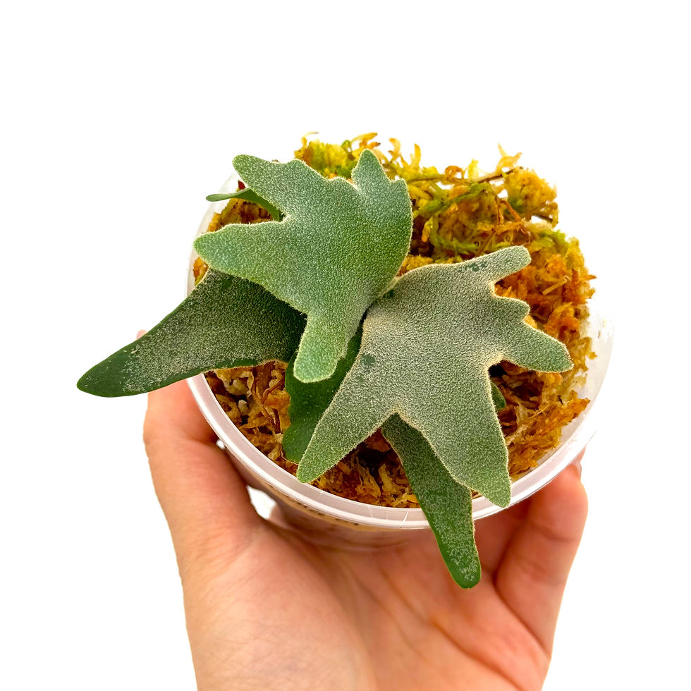 Miniaturbild: Hirschhornfarn Platycerium Willinckii OMG Sporeling