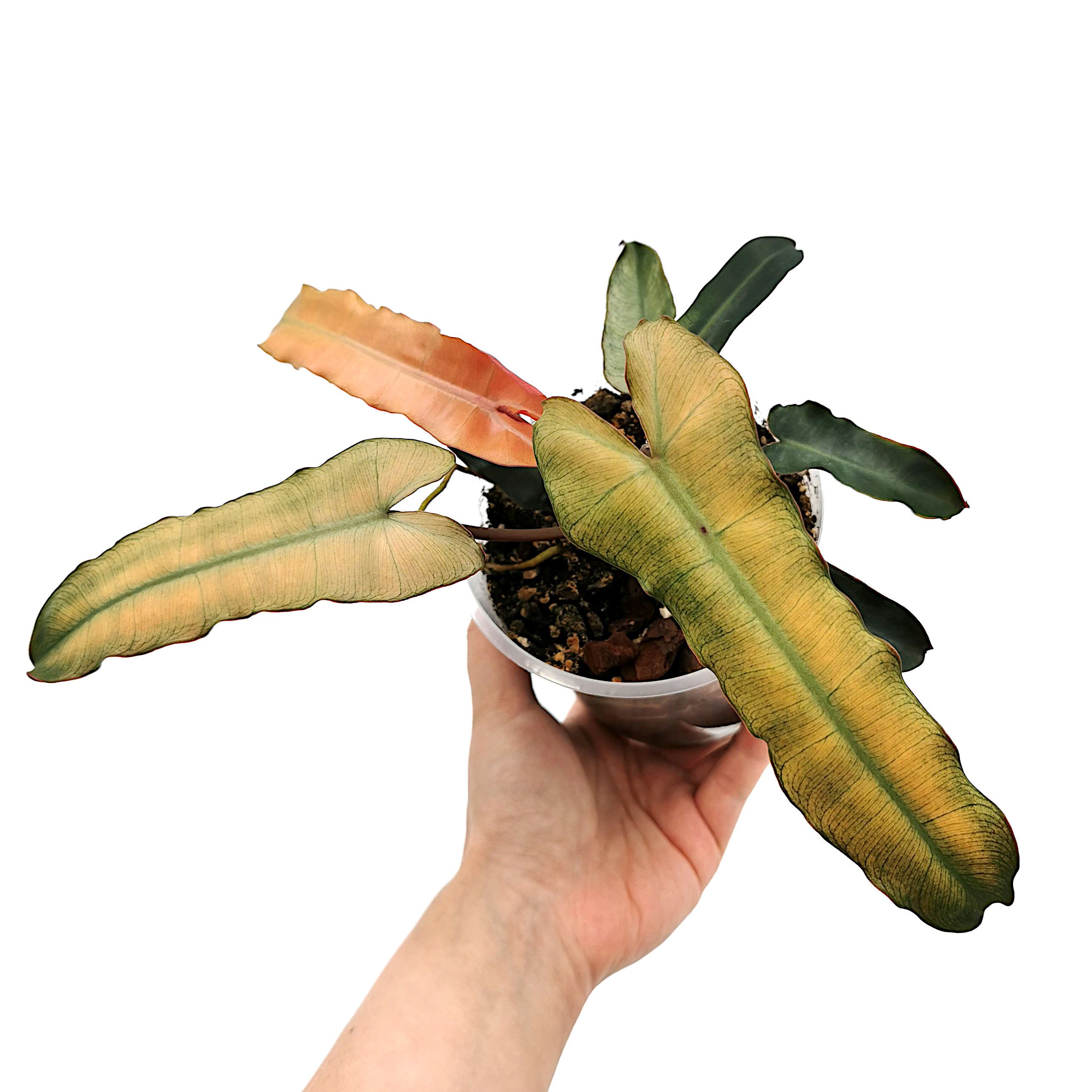 Philodendron Billietiae Hybrid Mint-Grey-Blue