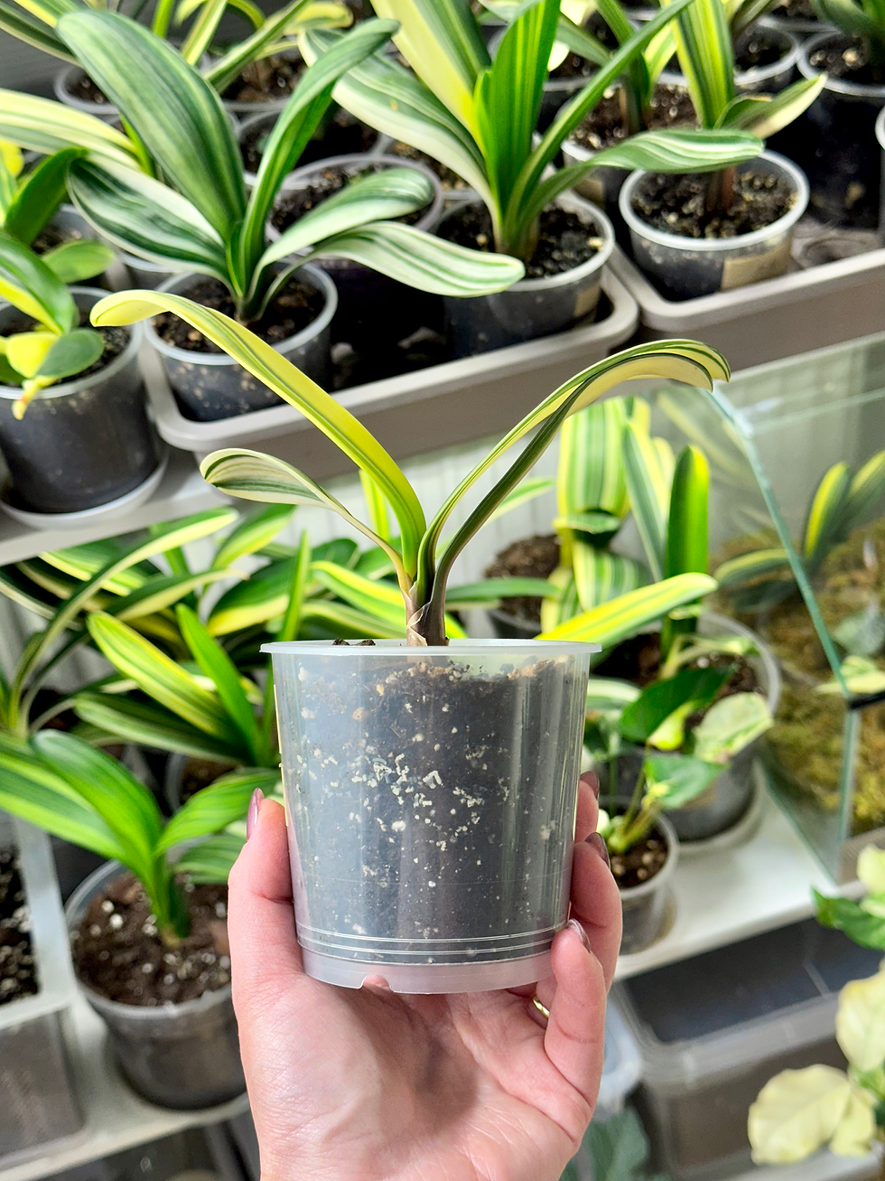 Miniaturbild: Clivia Miniata Variegata (Orangerote Blüten)