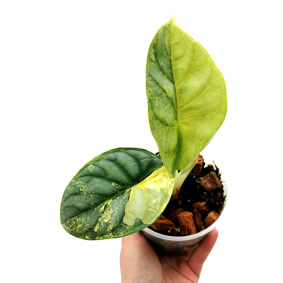 Thumbnail: Alocasia Silver Dragon Variegata