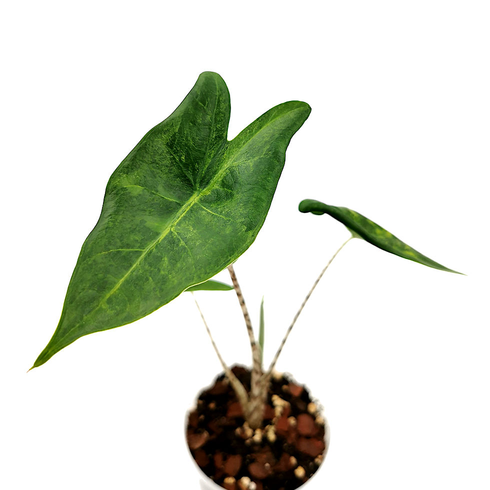 Miniaturbild: Alocasia Zebrina Variegata
