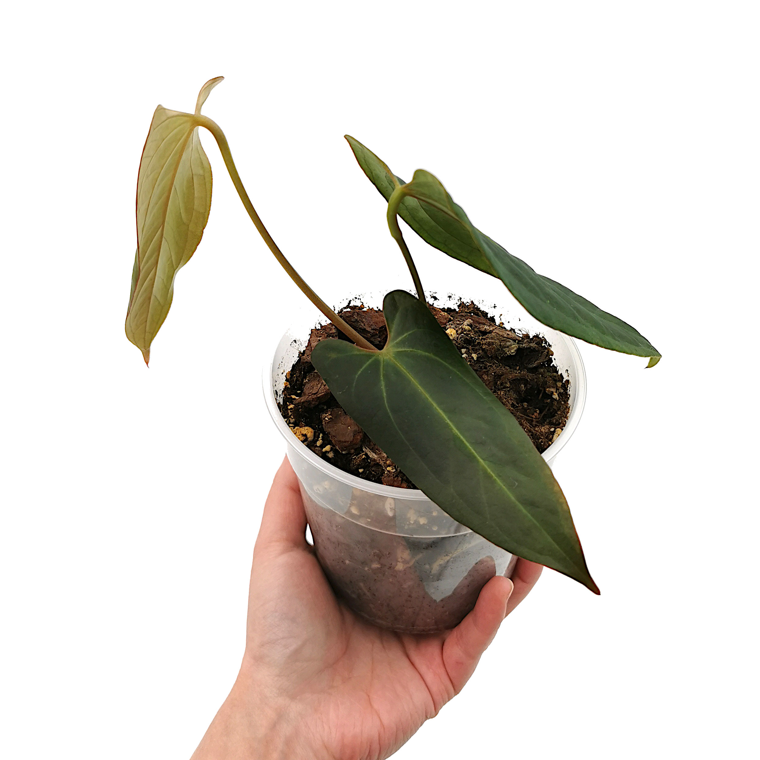 Anthurium Papillilaminum Hybrid