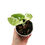 Miniaturbild: Amydrium Sp. Variegata