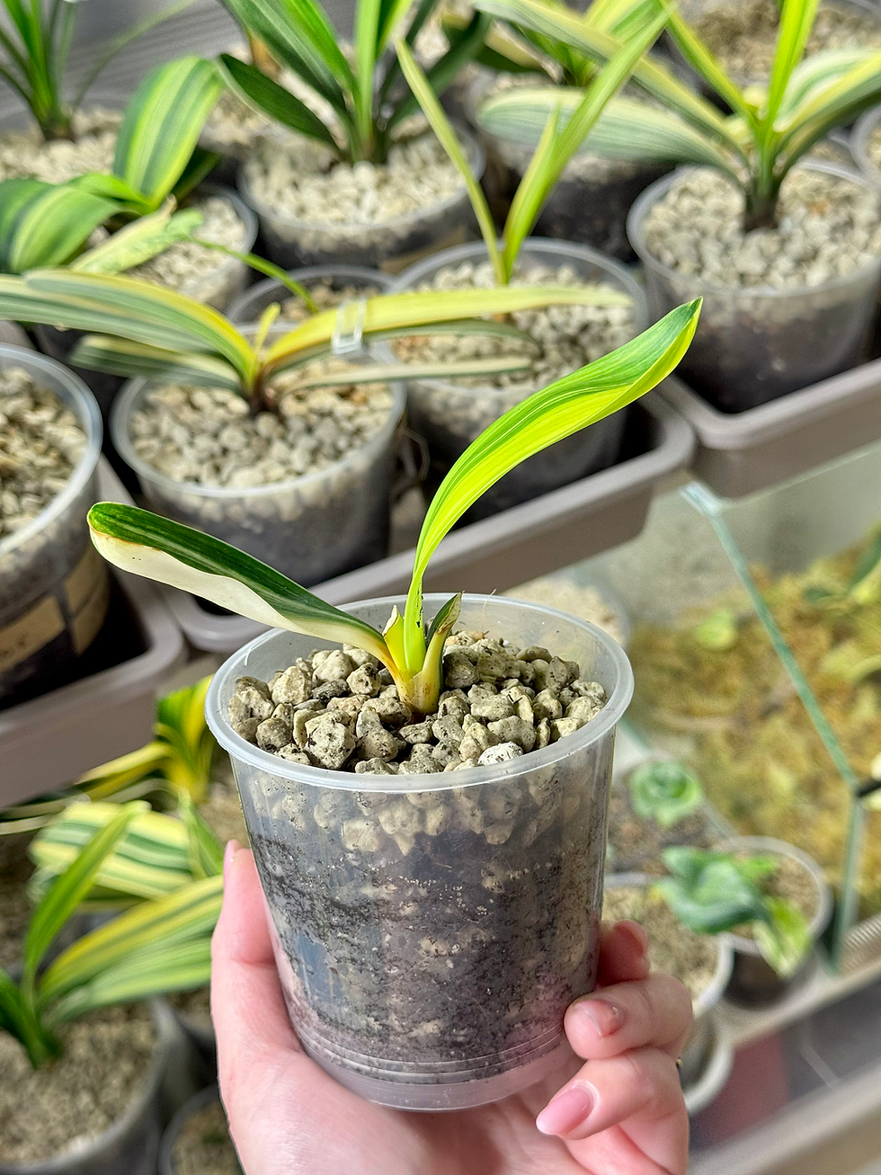 Miniaturbild: Clivia Miniata Variegata (Orangerote Blüten)