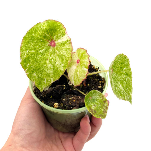 Begonia Rouge Variegata | Kern Plants