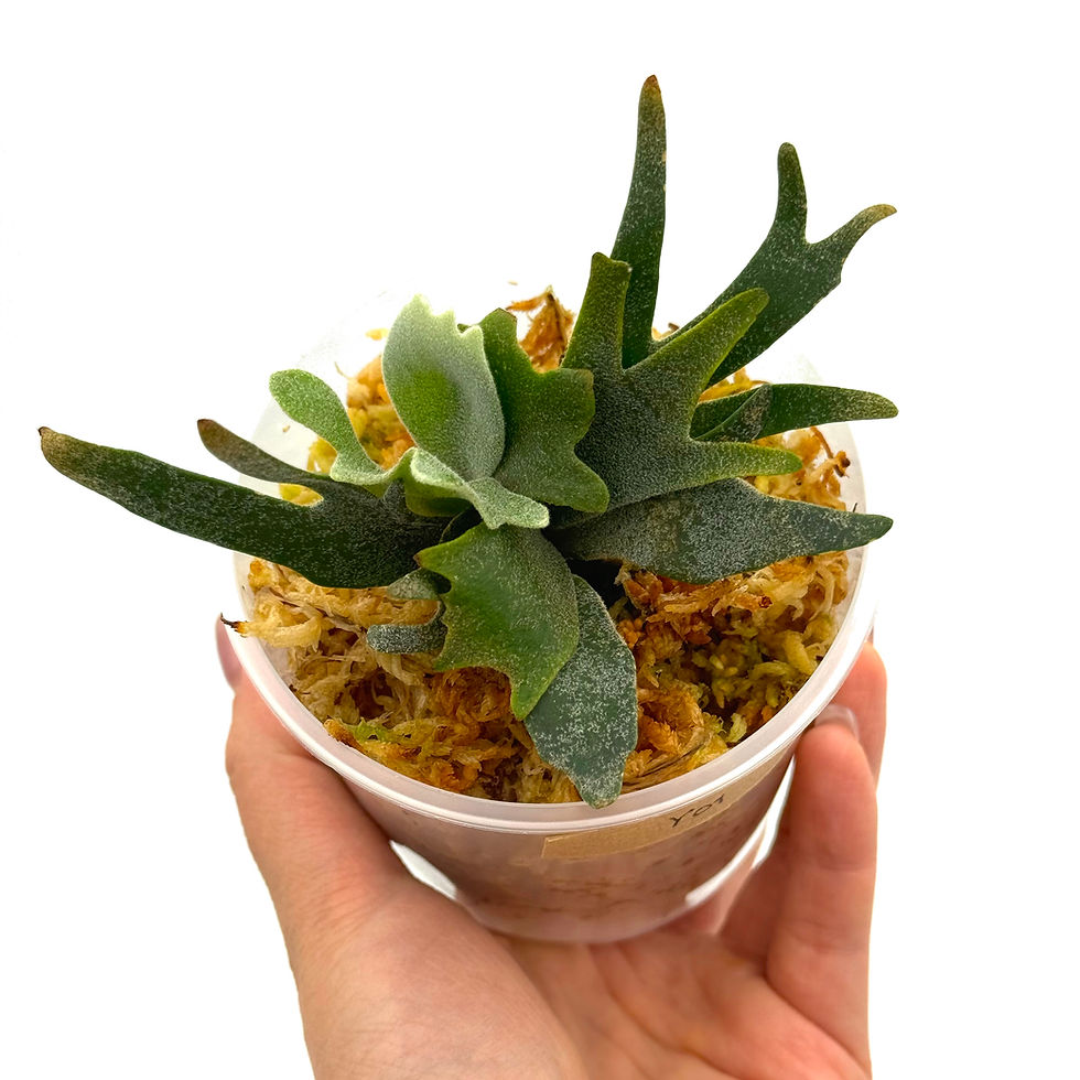 Miniaturbild: Hirschhornfarn Platycerium Willinckii Jade Girl Sporeling