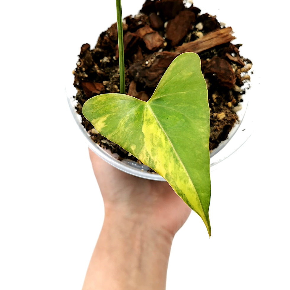 Thumbnail: Anthurium Pterodactyl Variegata