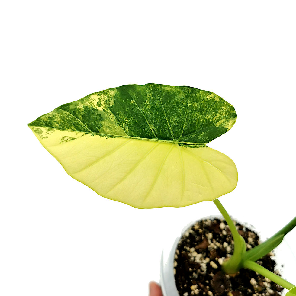 Thumbnail: Alocasia Gageana Aurea Variegata