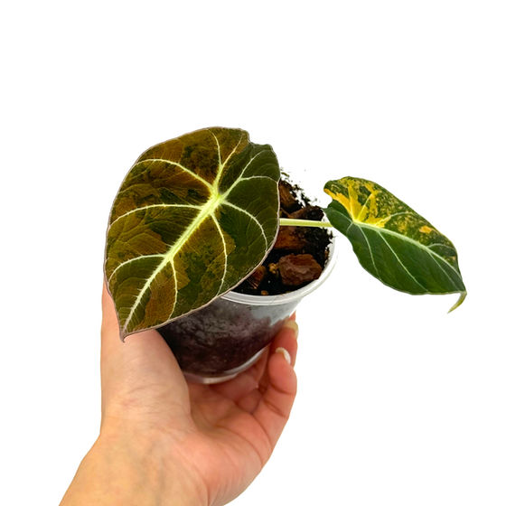 Alocasia Black Velvet Gold Aurea Variegata | Kern Plants