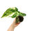 Miniaturbild: Anthurium Crystallinum Variegata