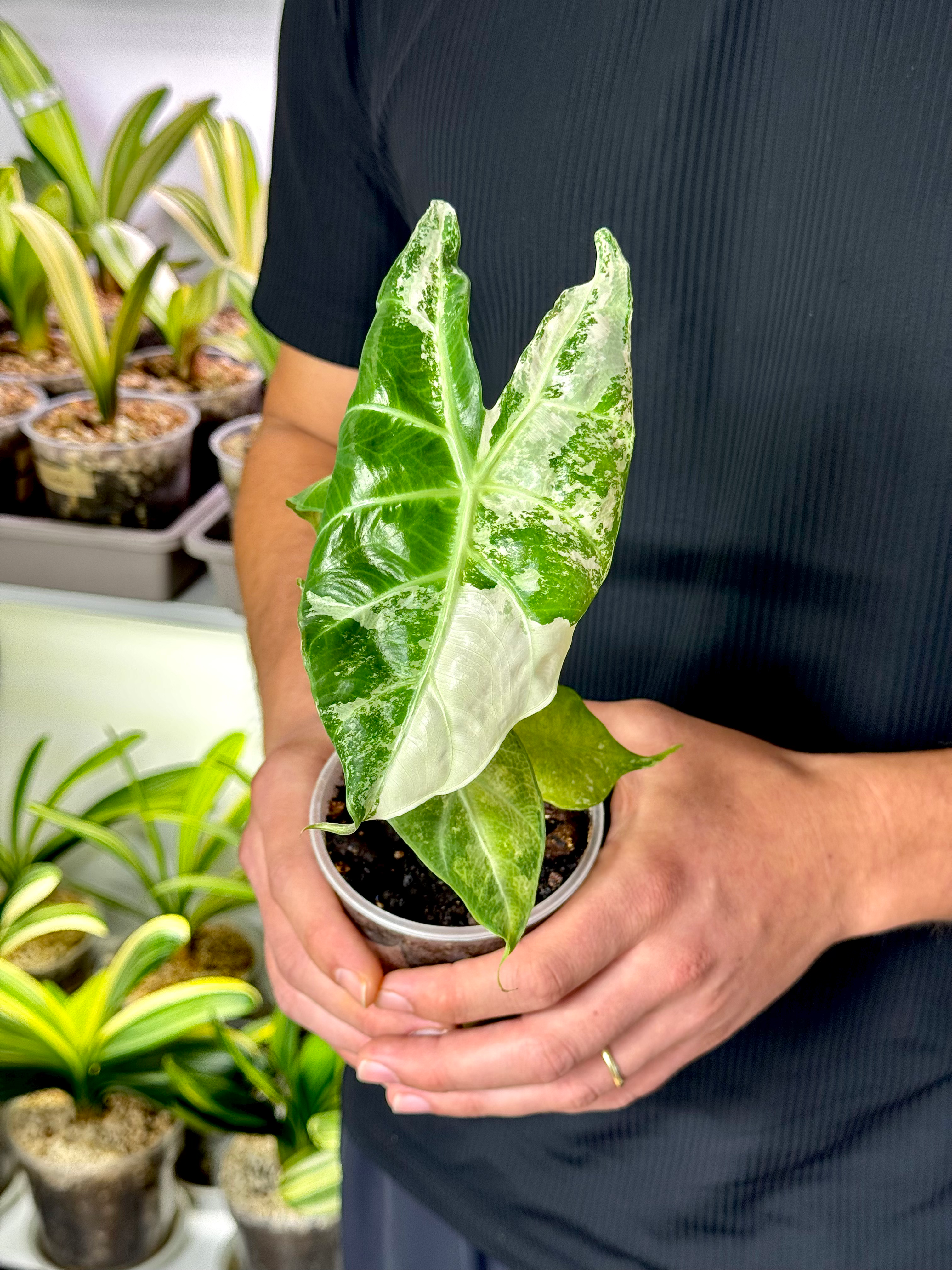 Alocasia Nairobi Nights Variegata
