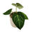 Miniaturbild: Anthurium Papillilaminum Hybrid