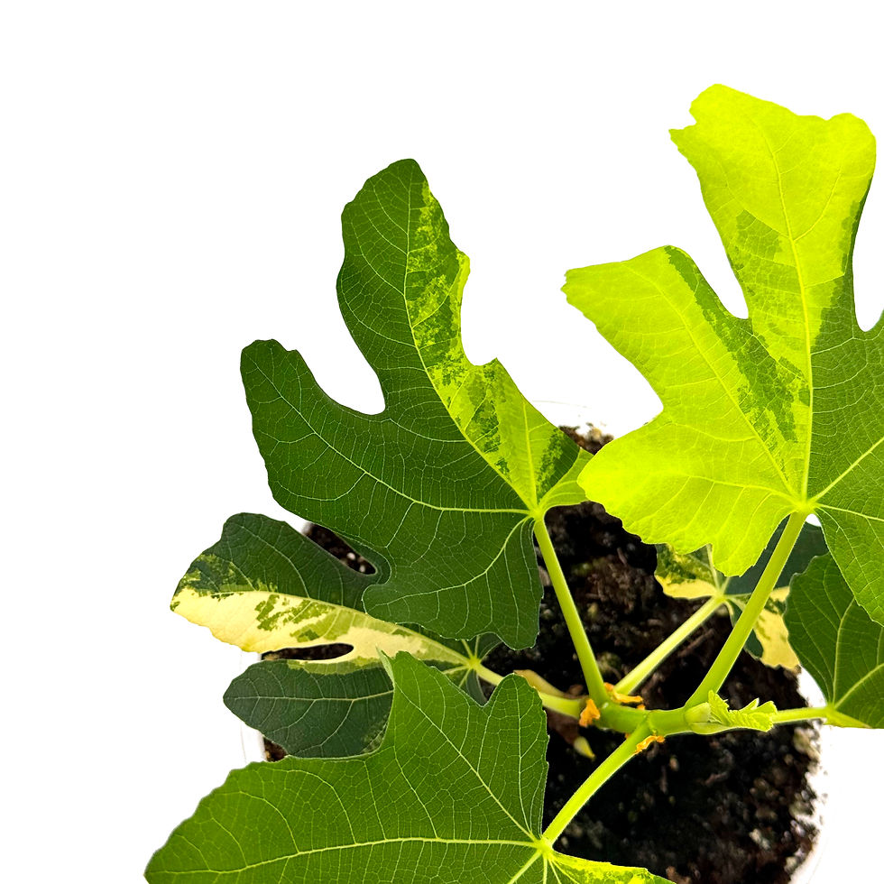 Miniaturbild: Ficus Carica Jolly Tiger Variegata / Feigenbaum