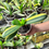 Miniaturbild: Clivia Miniata Variegata (Orangerote Blüten)