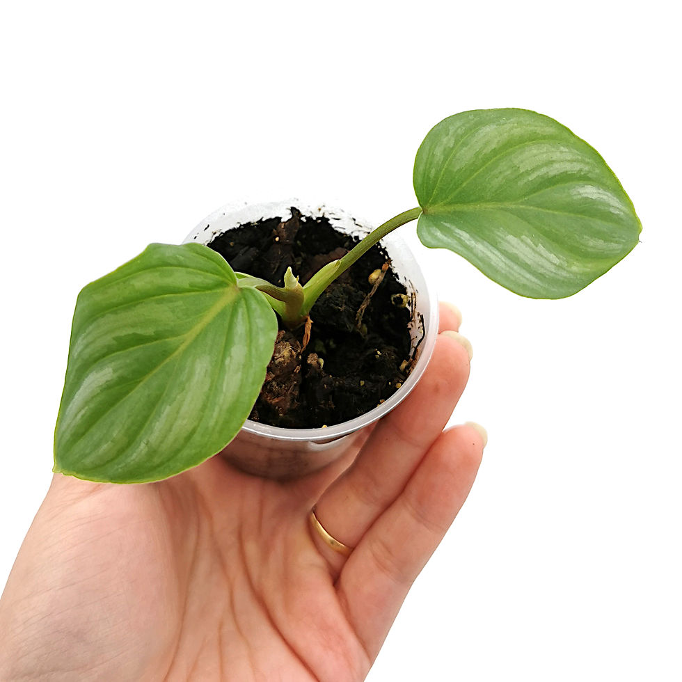 Thumbnail: Philodendron Mamei (Young Plant)
