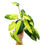 Miniaturbild: Philodendron Burle Marx Variegata