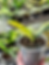 Thumbnail: Clivia Permanent x Clivia Miniata Variegata | Rare Natural Curly Leaf Clivia