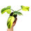 Miniaturbild: Philodendron Bipennifolium Variegata