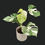 Miniaturbild: Monstera Albo Variegata