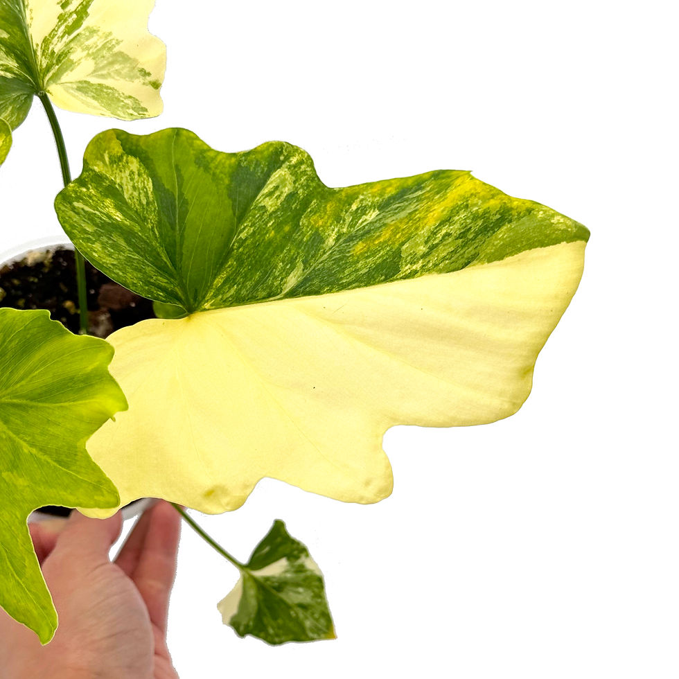 Miniaturbild: Philodendron Selloum Variegata