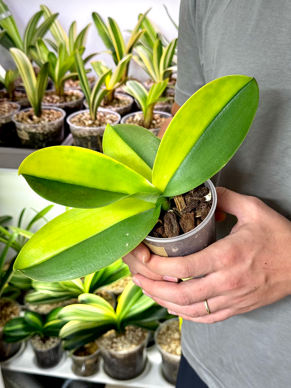Thumbnail: Phalaenopsis Variegata | Variegated Moth Orchid