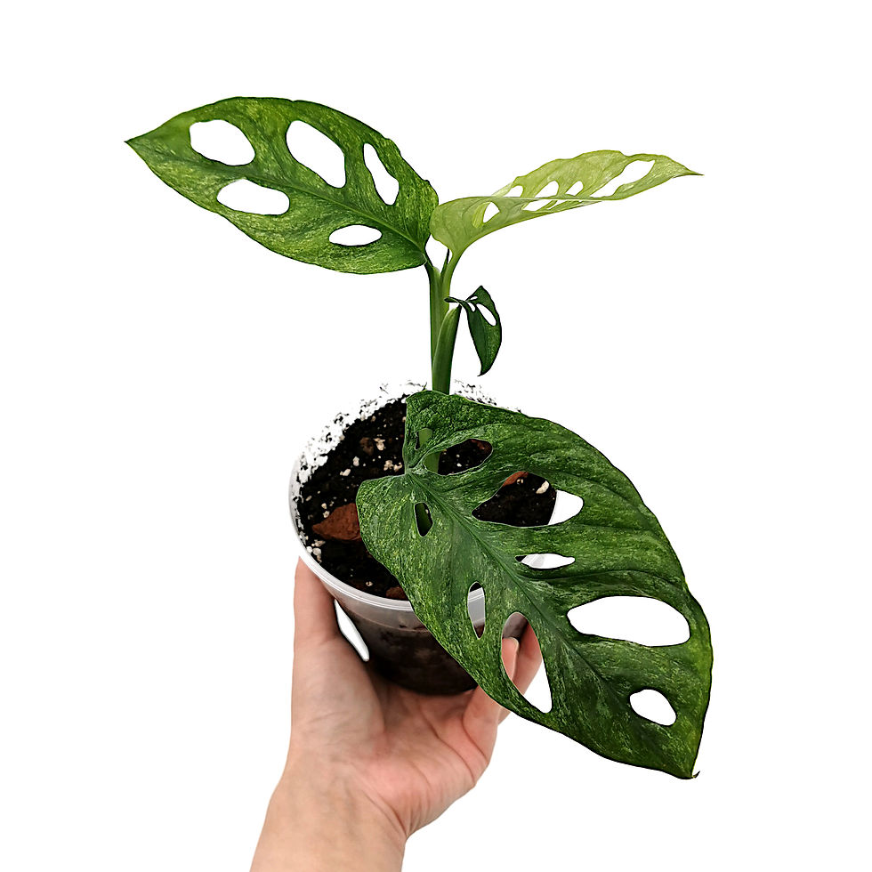 Miniaturbild: Monstera Adansonii Mint Europe / European Mint
